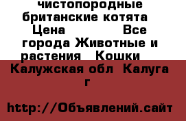 чистопородные британские котята › Цена ­ 10 000 - Все города Животные и растения » Кошки   . Калужская обл.,Калуга г.